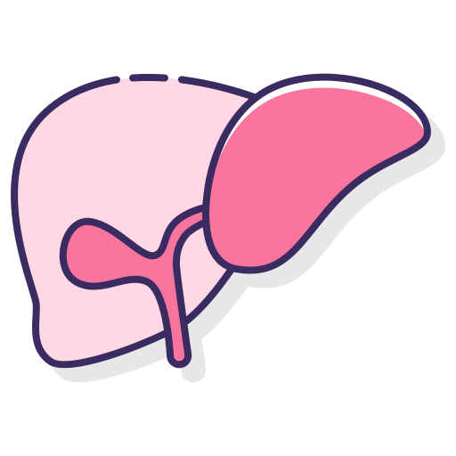 Liver